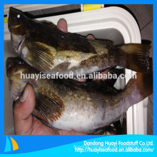 fresh frozen fat greenling fish